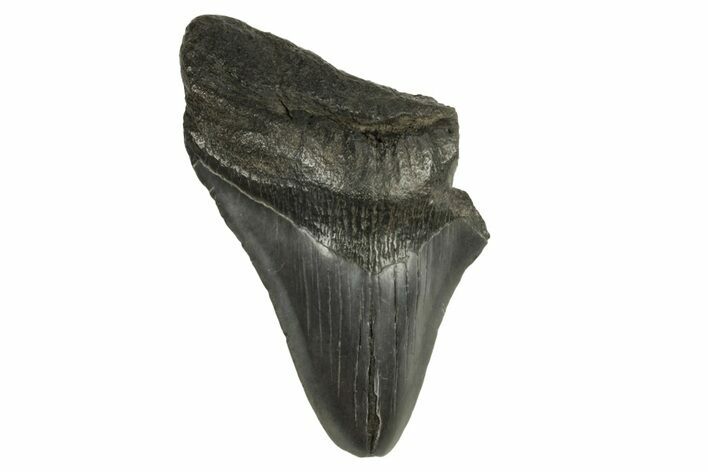 Bargain, Fossil Megalodon Tooth - South Carolina #294427